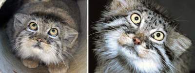 Манулы: дикие кошки с неподражаемой мимикой. Фото
