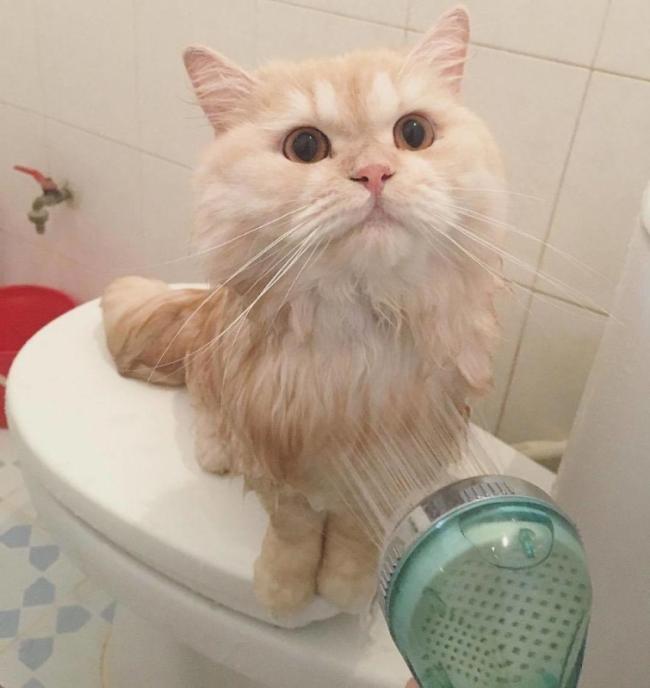 Знакомьтесь, это Мипо – кот, который обожает принимать ванну (ФОТО)