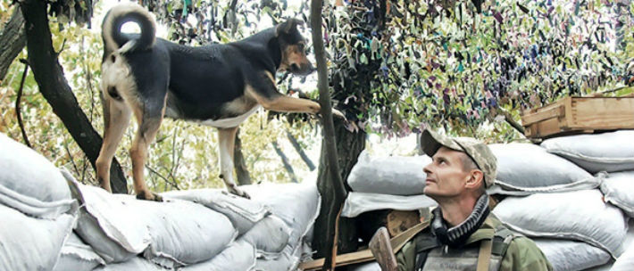 Рапира: Как из щенка выросла фронтовая собака – помощница украинских бойцов