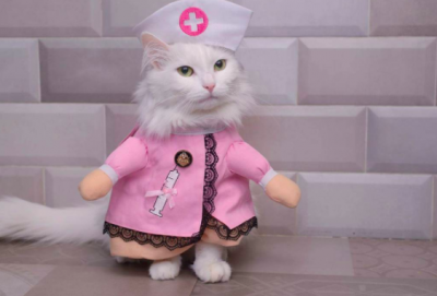 Белоснежная кошка из Запорожья стала звездой Instagram