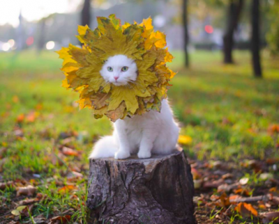 Белоснежная кошка из Запорожья стала звездой Instagram
