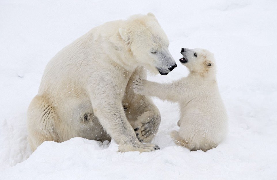 Белый медвежонок с мамой-медведицей в финском парке