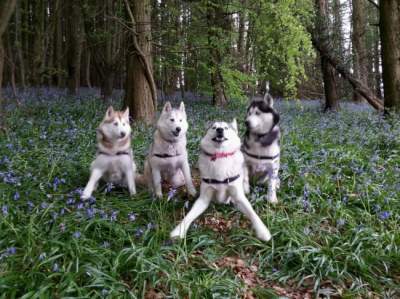 Самые забавные животные по версии Comedy Pet Photography Awards