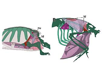 Сравнение строения взрослых черепахи (слева) и курицы. Ребра показаны светло-зеленым. Иллюстрация авторов исследования