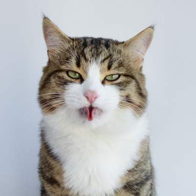 Кот с необычным языком поразил пользователей Сети
