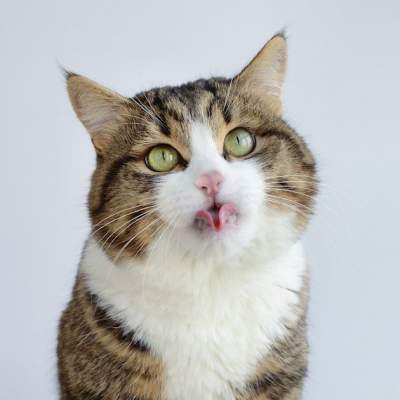 Кот с необычным языком поразил пользователей Сети