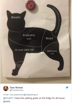 Минутка задорного смеха: в Twitter показали, как правильно гладить кошку