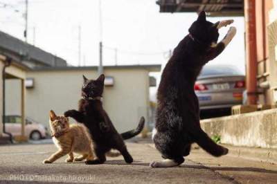 Забавные кошки-ниндзя покорили Сеть