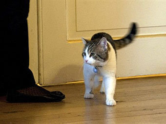 Житель Лондона узнал в "премьерском" крысолове кота своей тети