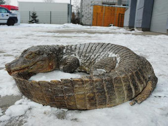 В польском лесу нашли задушенного крокодила