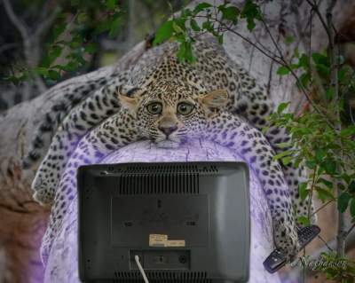 Грустный леопард стал героем фотомемов
