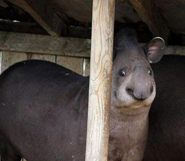 Снимки животных, которым недостает фотогеничности