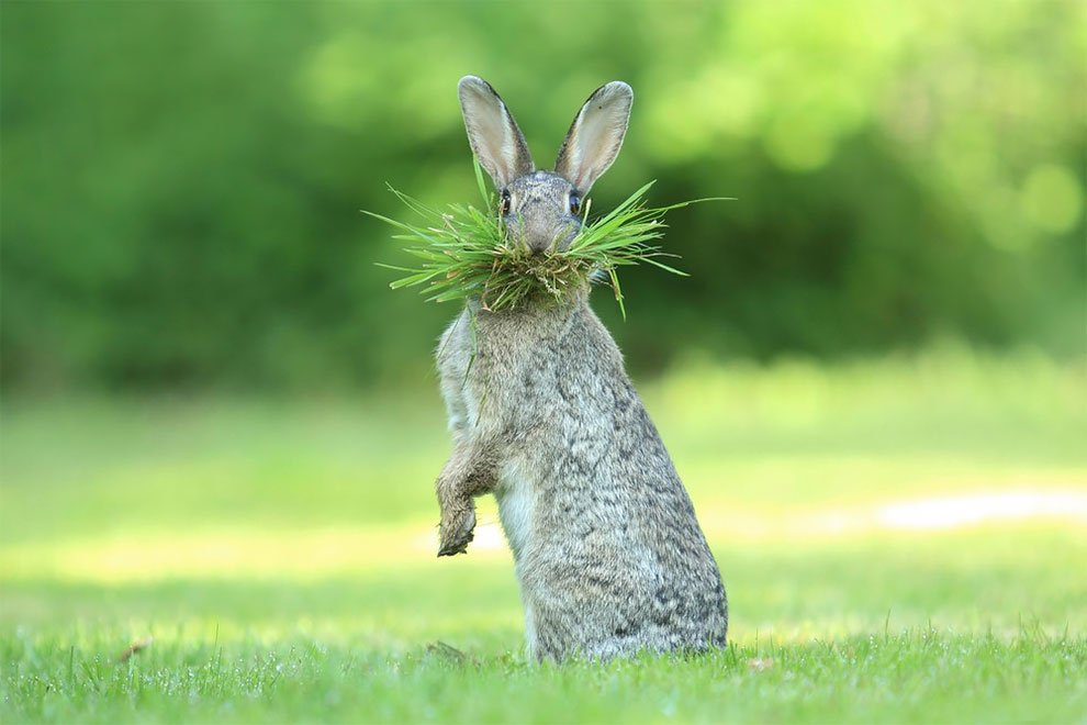 Финалисты конкурса Comedy Wildlife Photography Awards 2017