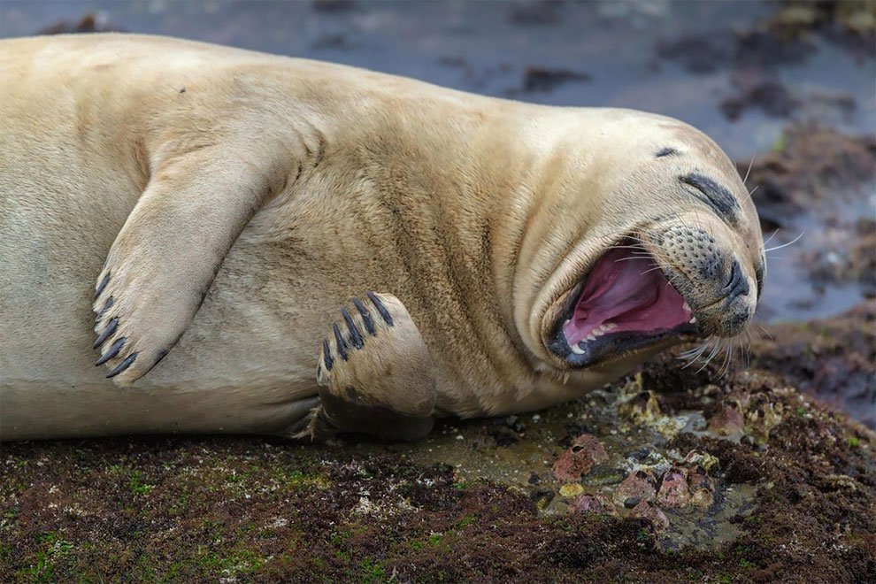 Финалисты конкурса Comedy Wildlife Photography Awards 2017