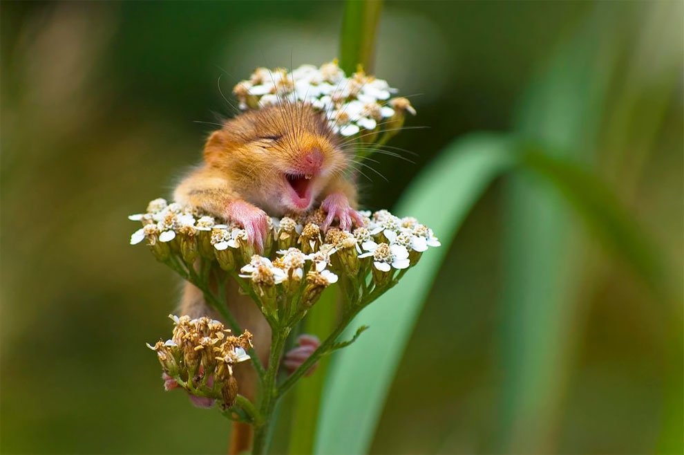 Финалисты конкурса Comedy Wildlife Photography Awards 2017