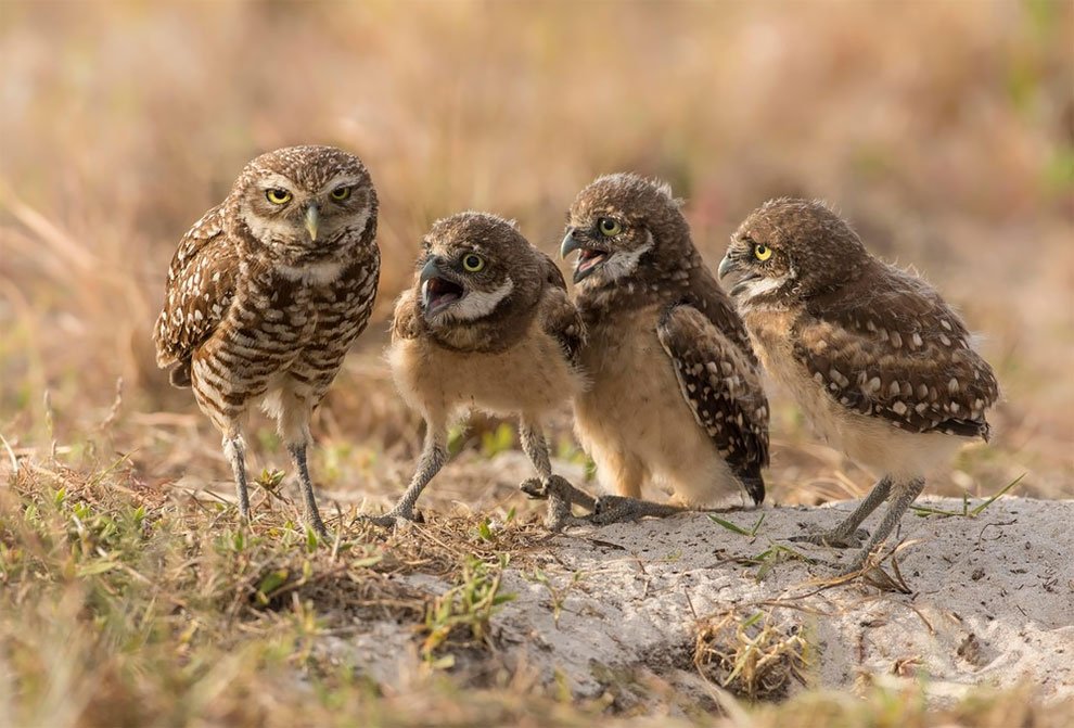 Финалисты конкурса Comedy Wildlife Photography Awards 2017