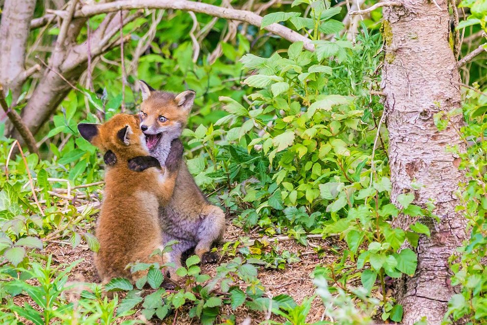 Финалисты конкурса Comedy Wildlife Photography Awards 2017