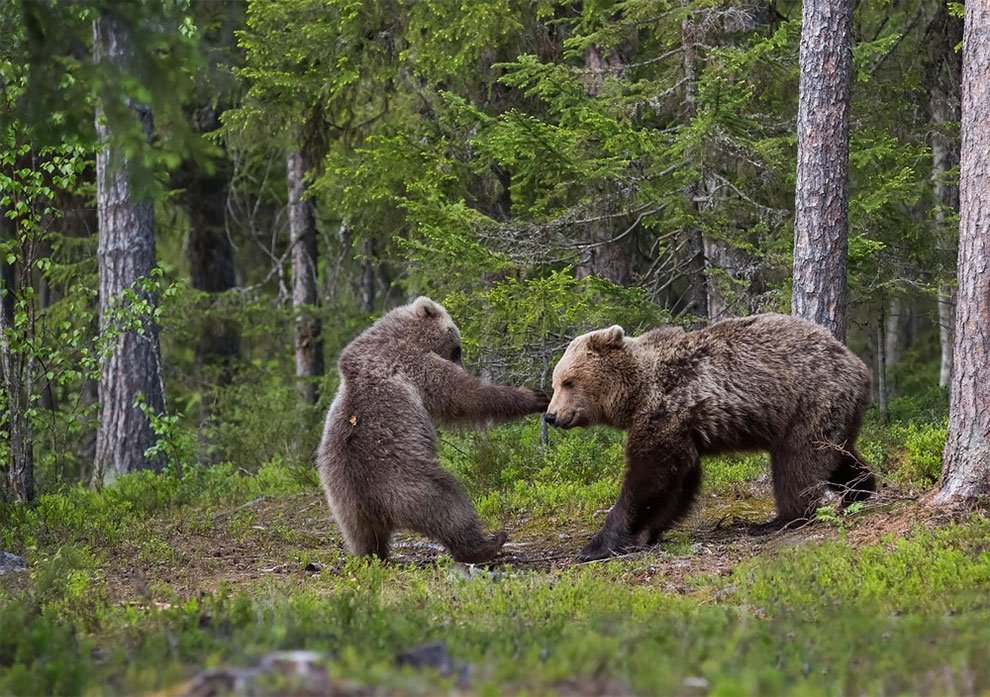 Финалисты конкурса Comedy Wildlife Photography Awards 2017