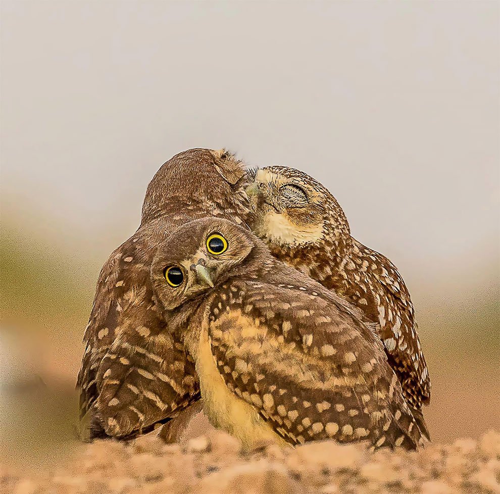 Финалисты конкурса Comedy Wildlife Photography Awards 2017