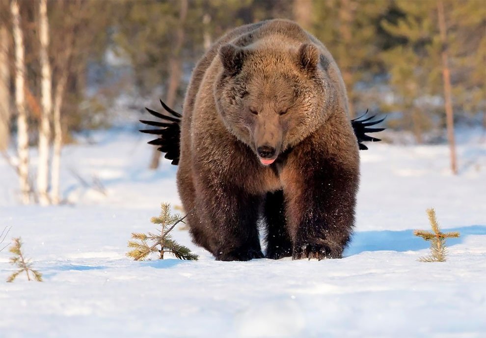 Финалисты конкурса Comedy Wildlife Photography Awards 2017