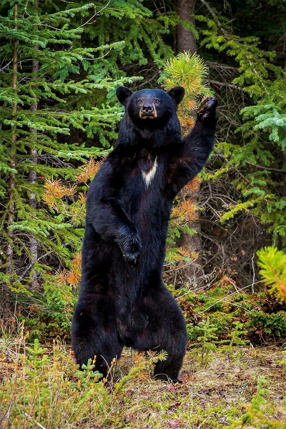 Финалисты конкурса Comedy Wildlife Photography Awards 2017