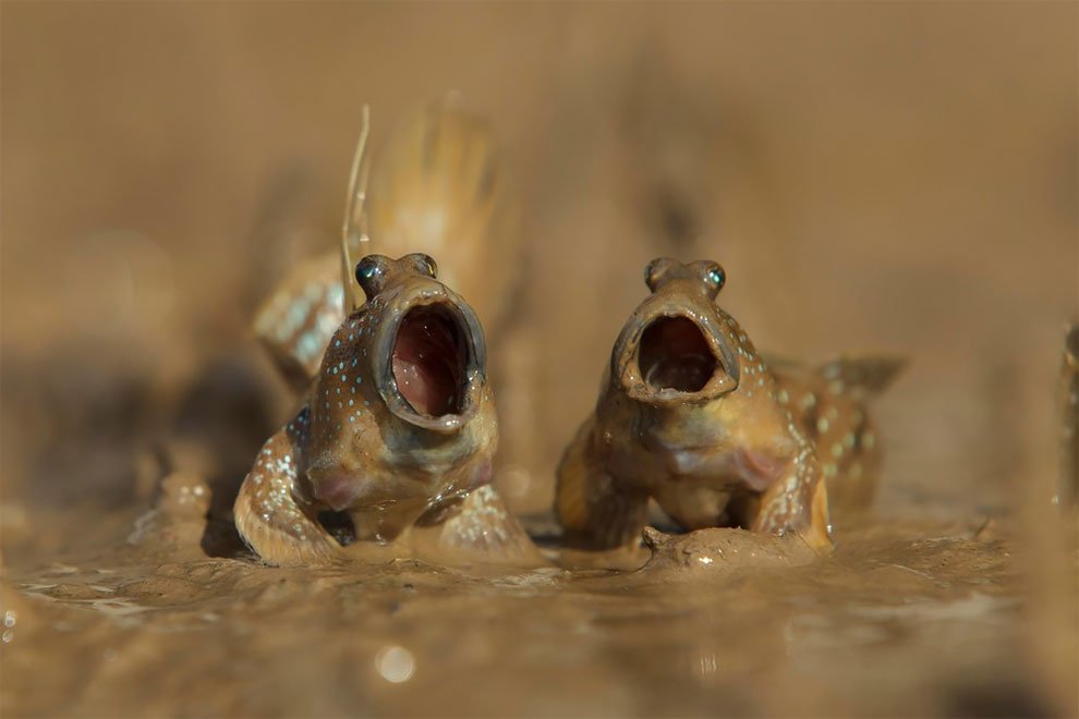 Финалисты конкурса Comedy Wildlife Photography Awards 2017