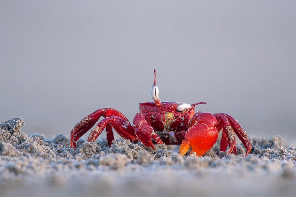 Финалисты конкурса Comedy Wildlife Photography Awards 2017