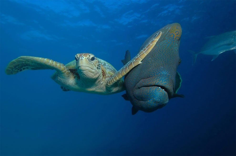 Финалисты конкурса Comedy Wildlife Photography Awards 2017