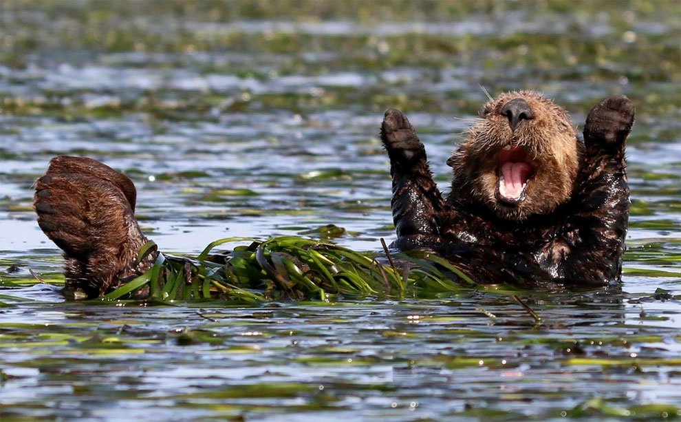 Финалисты конкурса Comedy Wildlife Photography Awards 2017