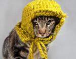 К зиме готовы: прикольные коты в теплых одежках 