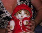 К зиме готовы: прикольные коты в теплых одежках 