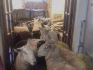 Всё в дом: в Британии собака загнала на кухню стадо овец