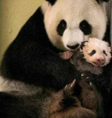 Сеть «взорвали» снимки трехмесячной панды