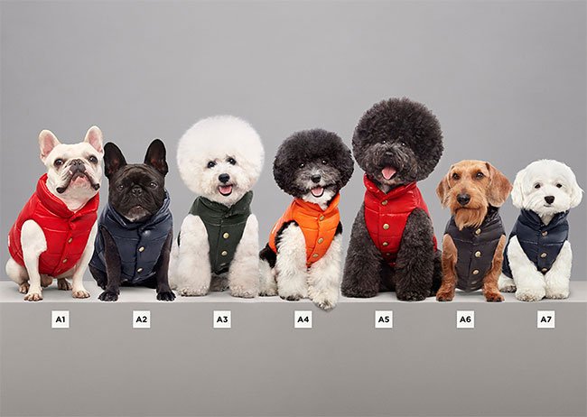 Итальянский бренд Moncler выпустил коллекцию курток для собак