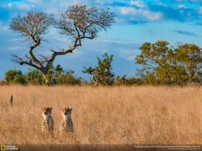 Дикая природа в лучших снимках National Geographic. Фото