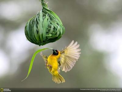 Дикая природа в лучших снимках National Geographic. Фото