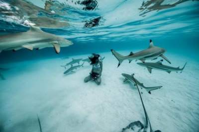 Бесстрашная девушка сумела подружиться с акулами. Фото