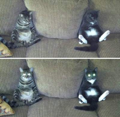 Зловещие коты, которые ведут себя очень подозрительно