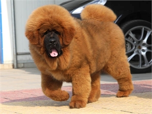 Китайский бизнесмен купил себе собачку за 1,6 миллионов долларов 