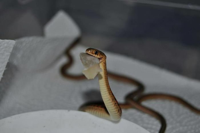 Фотографии с очаровательными и милыми змеями