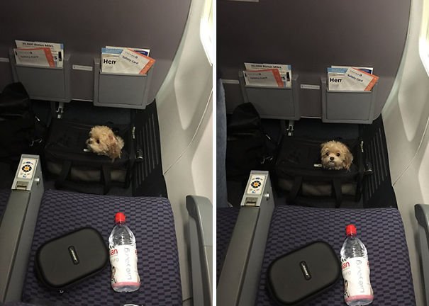 Домашние животные на борту самолёта