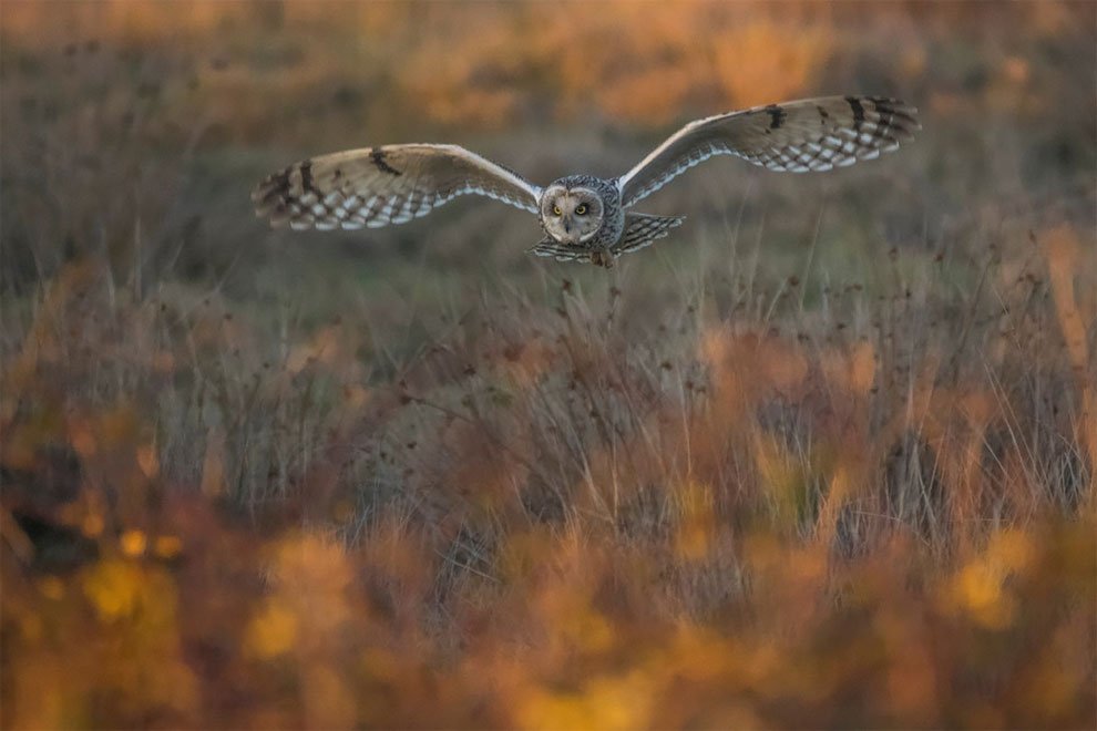 Победители конкурса фотографий дикой природы British Wildlife Photography Awards 2017