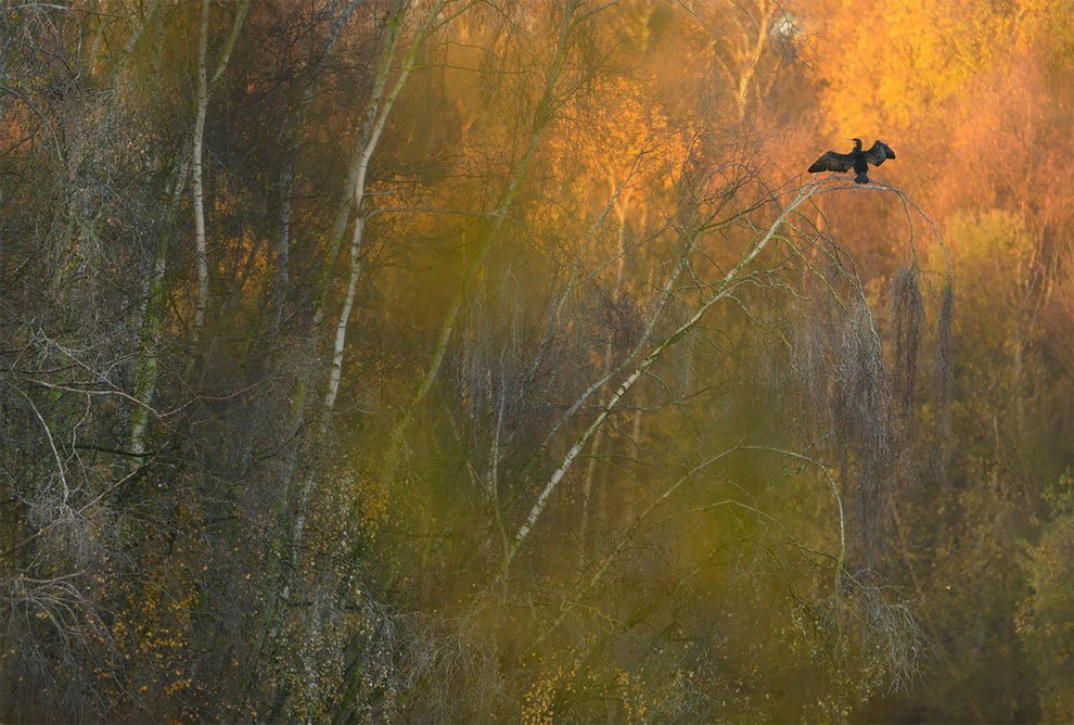 Победители конкурса фотографий дикой природы British Wildlife Photography Awards 2017