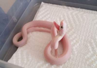 Змеи могут быть очень милыми: доказано этими снимками. Фото