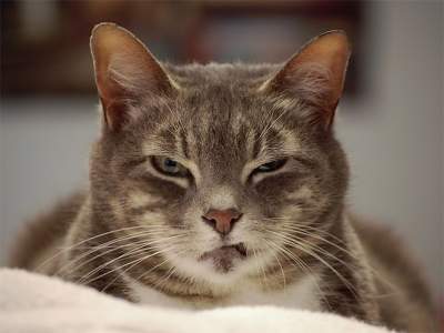 Само презрение: Сеть позабавили фотографии эмоциональных котов