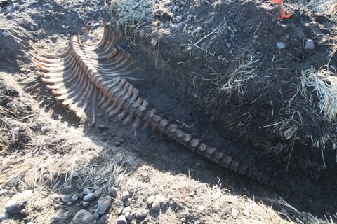 В России нашли гигантский скелет вымершего животного