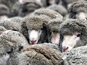 В Туве в давке погибли 245 овец