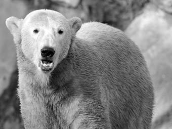 Берлинский зоопарк назвал причину смерти медведя Кнута