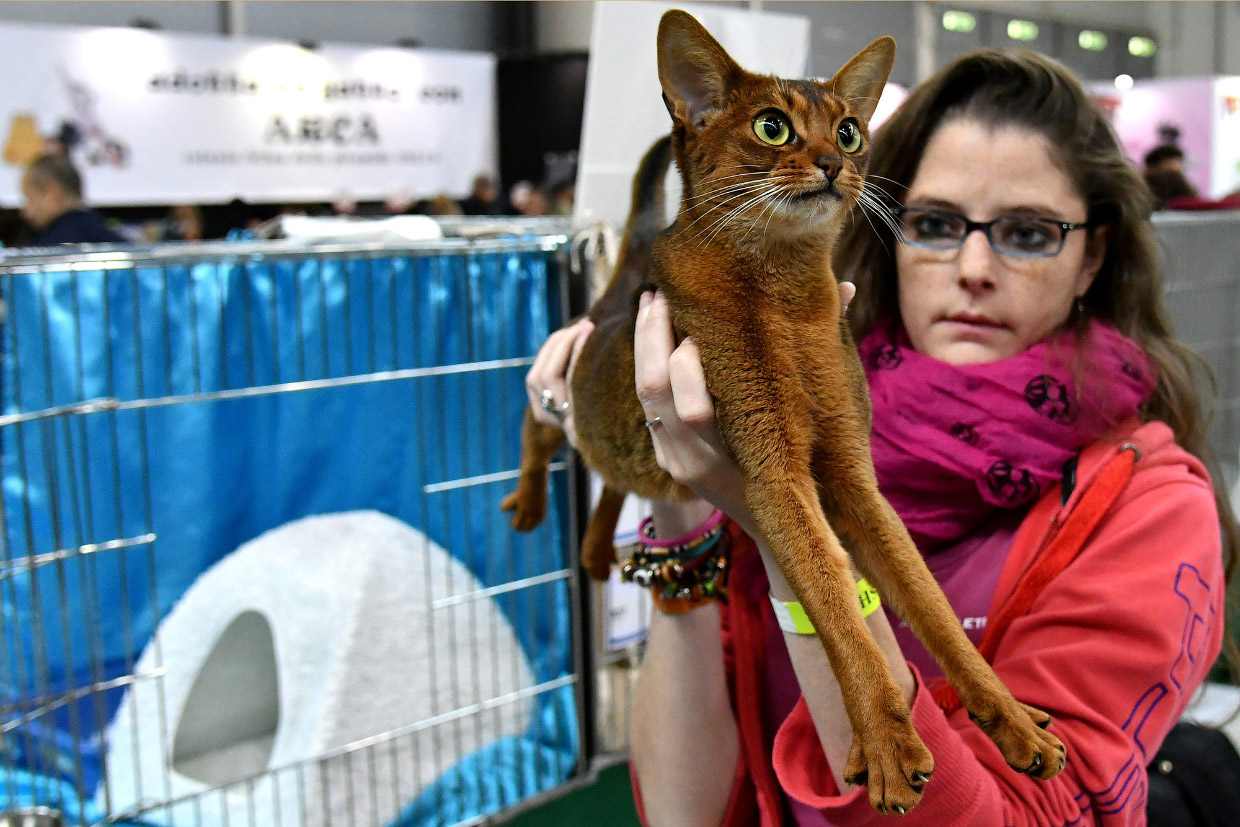 Международная кошачья выставка SuperCatShow 2017