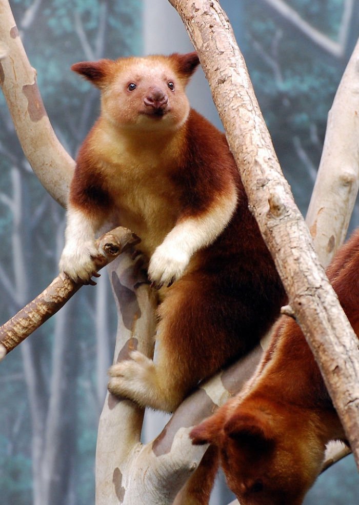 Очаровательные древесные кенгуру